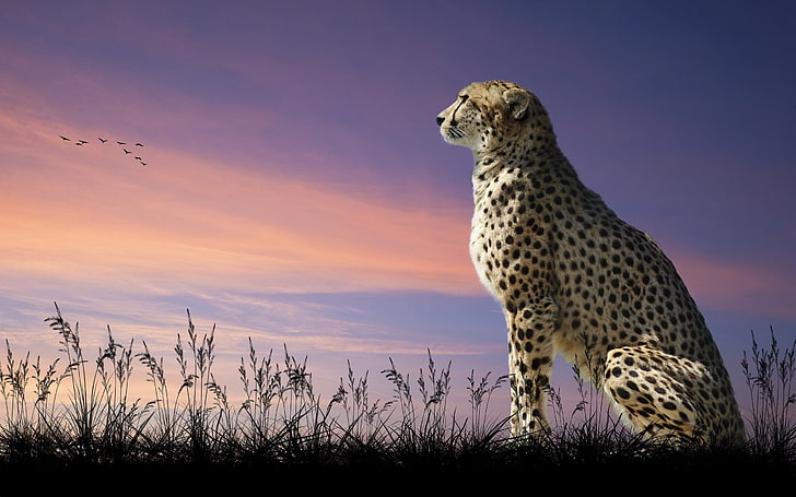 cheetah, nature, sit, wildlife, safari Animals, animals In The Wild, HD wallpaper