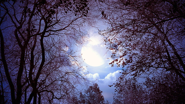 sky, nature, tree, woody plant, branch, atmosphere, moon, light, HD wallpaper
