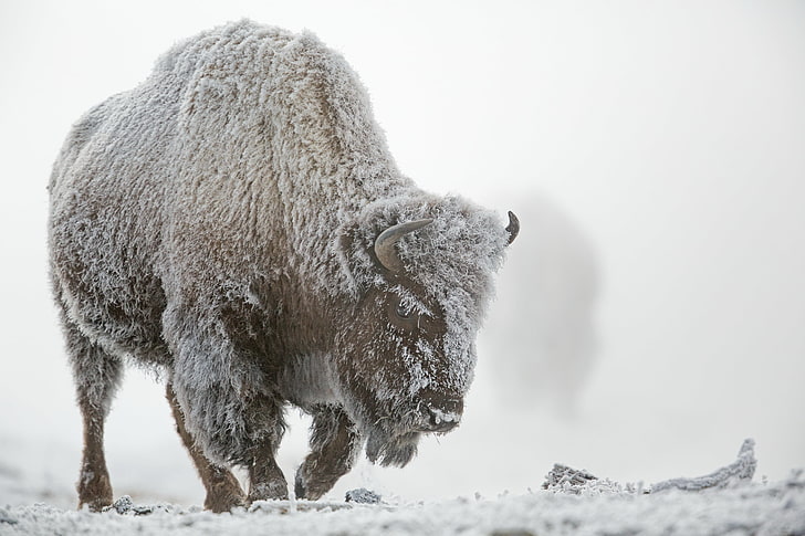 winter, frost, snow, fog, Yellowstone national Park, Buffalo, HD wallpaper