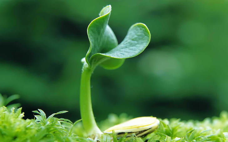 Growing Plant, move up, little, nature, green, photosynthesis, HD wallpaper