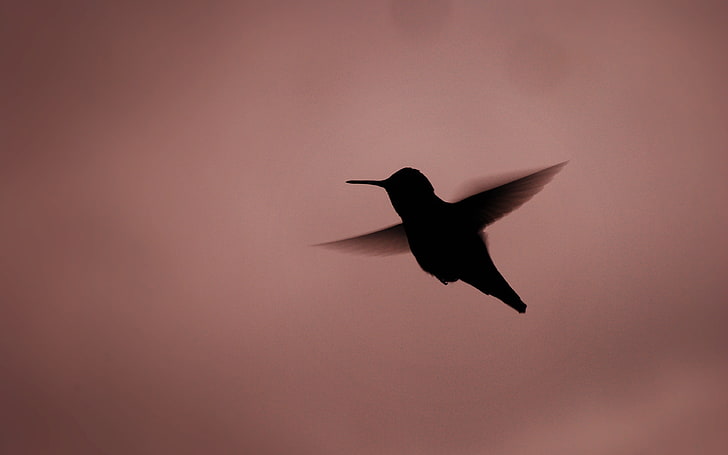 black and white bird wall decor, hummingbirds, silhouette, simple background, HD wallpaper