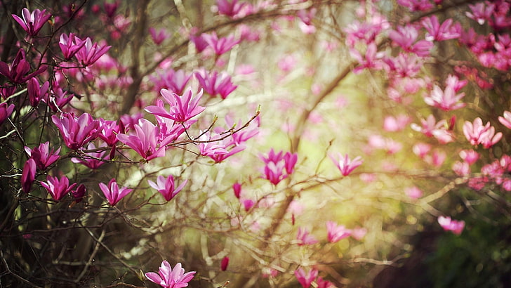 pink, flower, blossom, flowers, bloom, floral, plant, garden, HD wallpaper