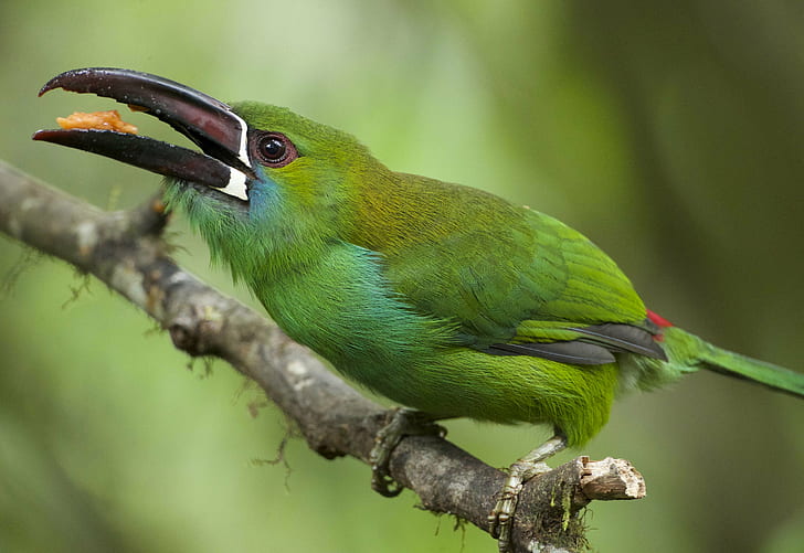 closeup photography of green long beck bird, Crimson-rumped Toucanet, HD wallpaper