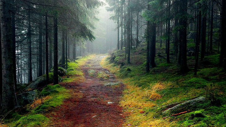 nature, 2560x1440, Forest, tree, Fog, path, hd nature, 4K