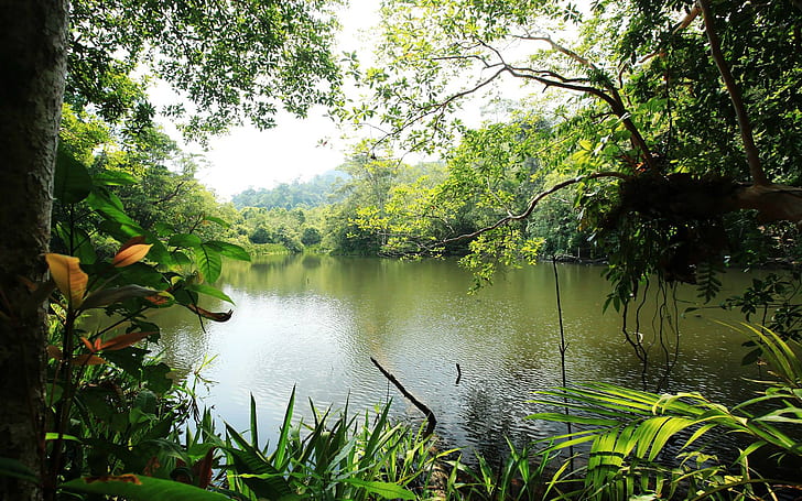 Trophic Landscape Jungle River Lake Water Rain Forest Lush Green Vegetation Landscape Nature Desktop Wallpaper Hd 5200×3250, HD wallpaper