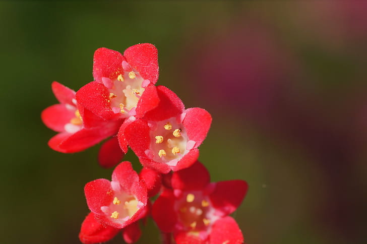 close up photography of red petaled flowers, Rote, Sony  Alpha, HD wallpaper