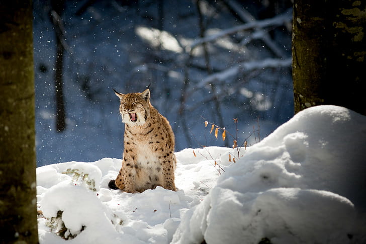 nature, animals, lynx, winter, snow, trees, branch, forest, HD wallpaper