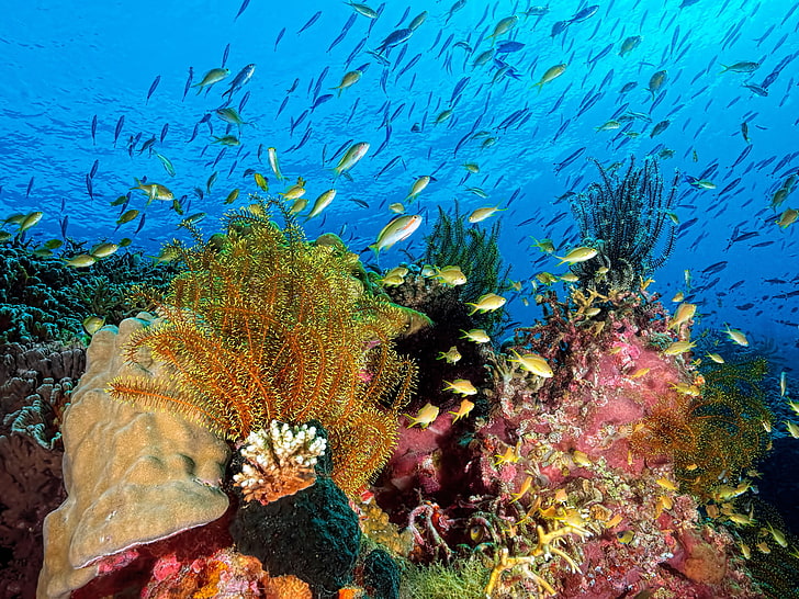 shoal of fish, sea, water, algae, nature, the ocean, corals, underwater world, HD wallpaper