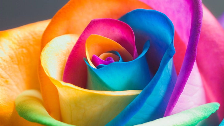 rose, colorful, flower, rainbow rose, flora, close up, petal, HD wallpaper