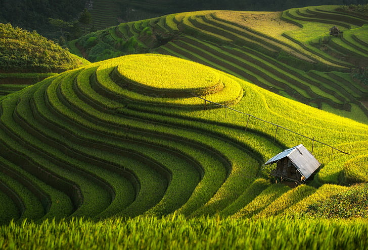 HD wallpaper: Green farm, Vietnam, green field terrace, Asia, landscape,  Thailand | Wallpaper Flare