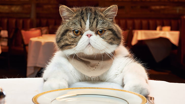 cat, mammal, hungry, grumpy cat, whiskers, restaurant, domestic cat