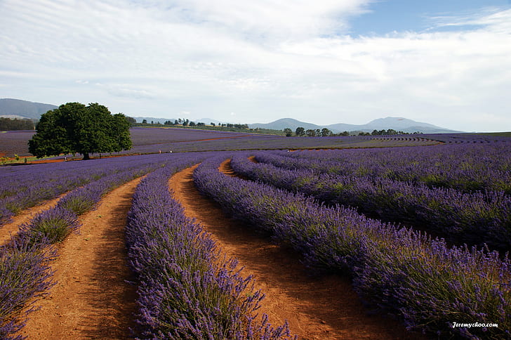 Purple flower fields, landscape, lavender, provence-Alpes-Cote d'Azur, HD wallpaper