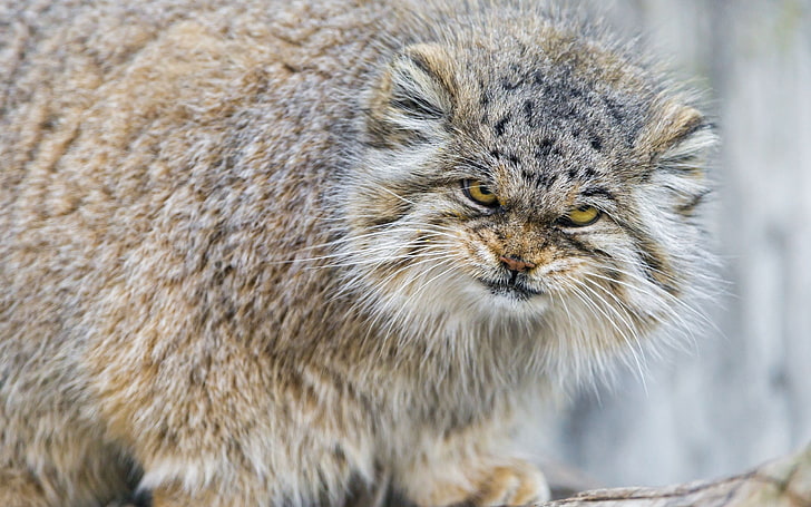 short-haired gray and brown cat, manul, muzzle, aggression, animal