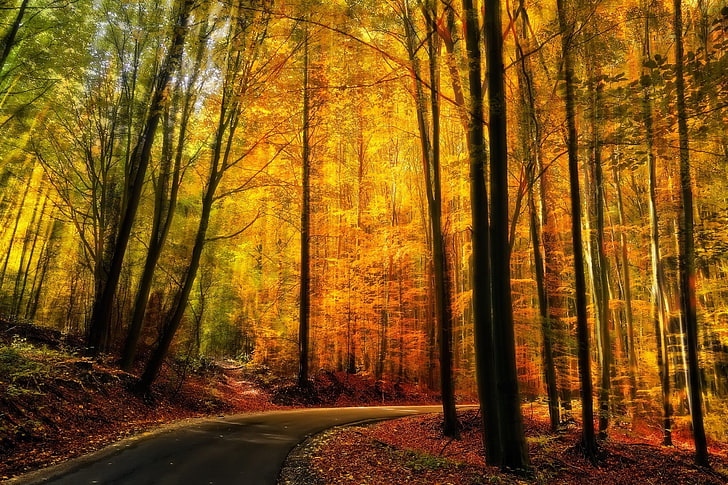 yellow trees, nature, landscape, fall, forest, road, path, sunlight, HD wallpaper