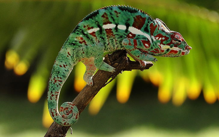 Chameleon Lizard HD, animals