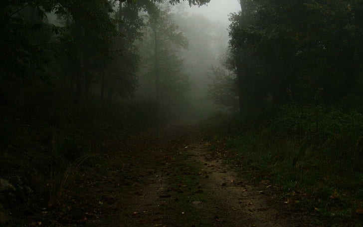 Calm Dark Forest HD, 1440x900, HD wallpaper