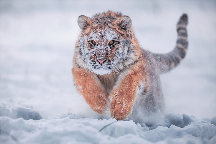 siberian tiger, running, snow, predator, big cats, Animal, animal themes, HD wallpaper