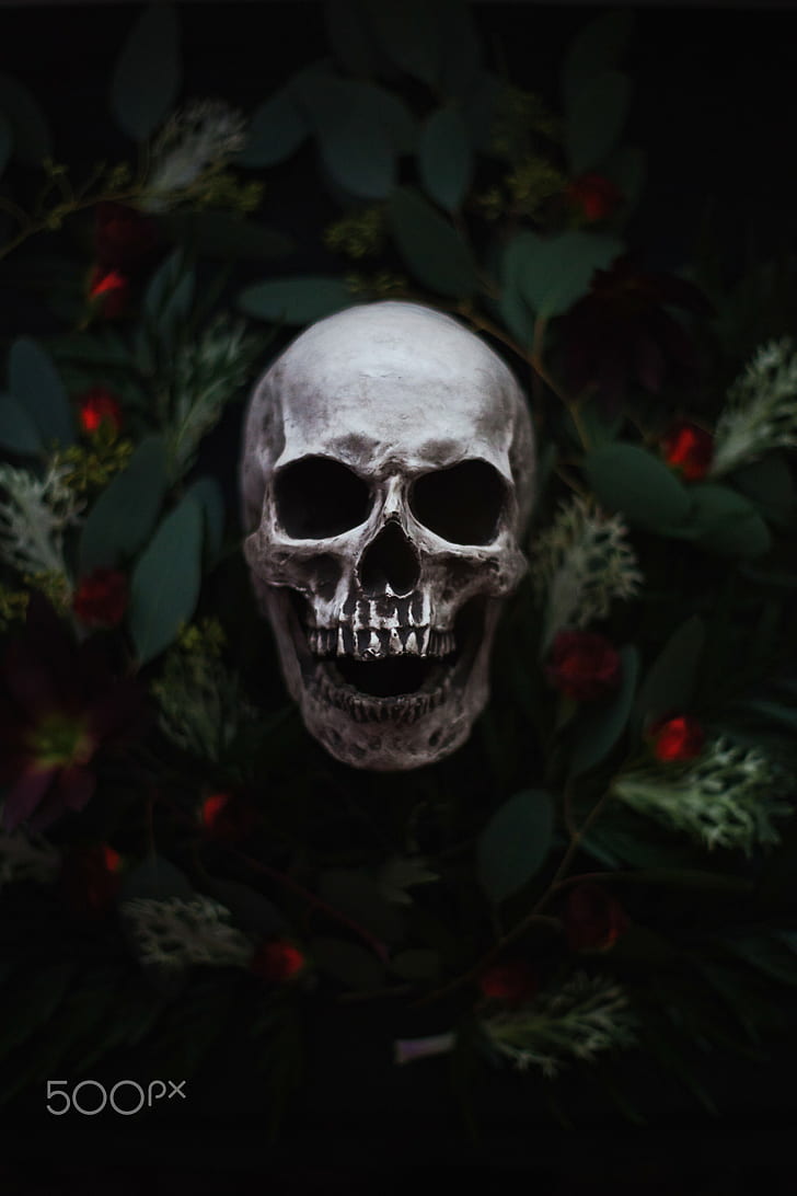 Artem Phoenix, skull, flowers, plants, 500px, HD wallpaper