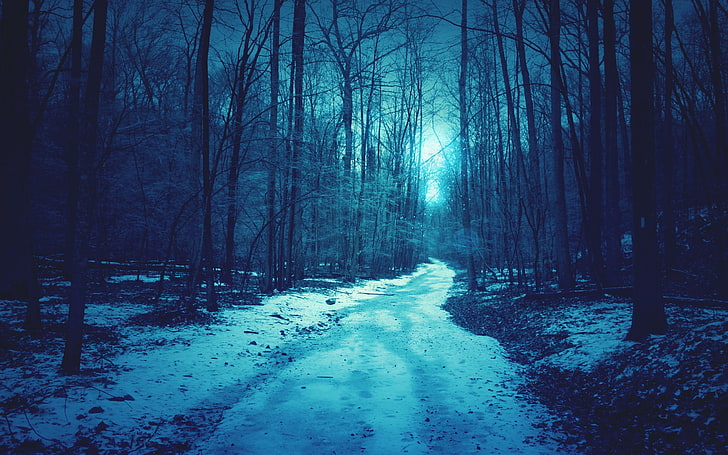 nature, forest, snow, path, trees, dirt road, cold temperature, HD wallpaper