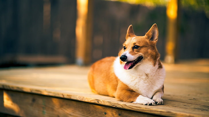 short-coated white and brown dog, Corgi, animals, wooden surface