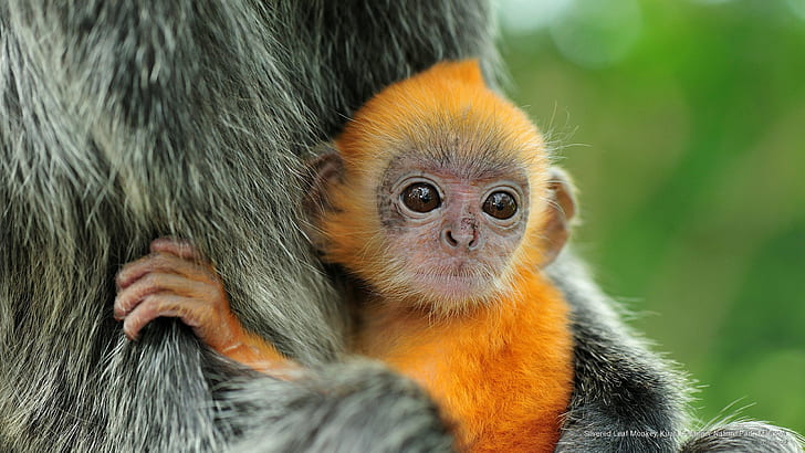 Silvered Leaf Monkey, Kuala Selangor Nature Park, Malaysia, Animals, HD wallpaper