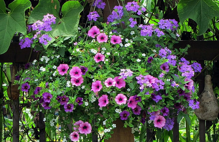 Petunia, Verbena, Cache-pot, Fence, Greens, flowering plant, HD wallpaper