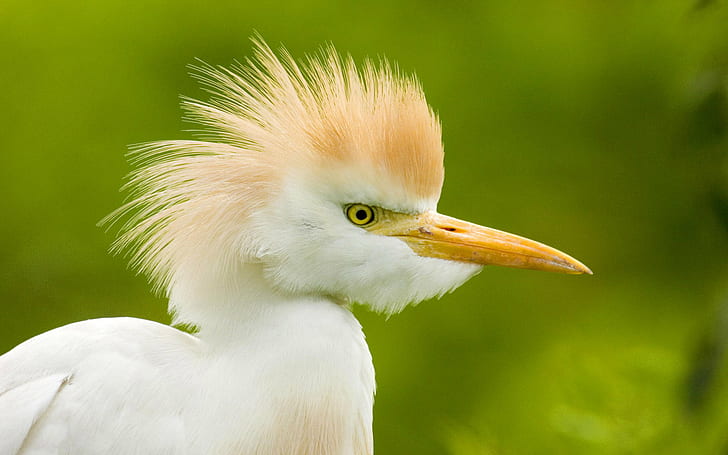 close up photo of white long beak bird, white bird, white bird
