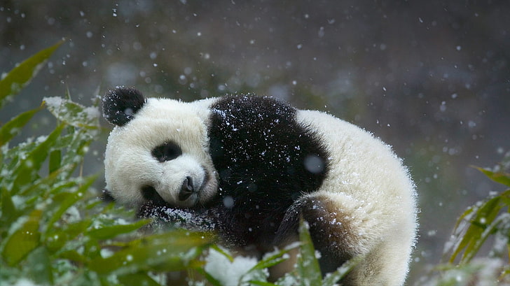 Panda bear, sleeping, green, animals, plants, snow, panda - Animal, HD wallpaper