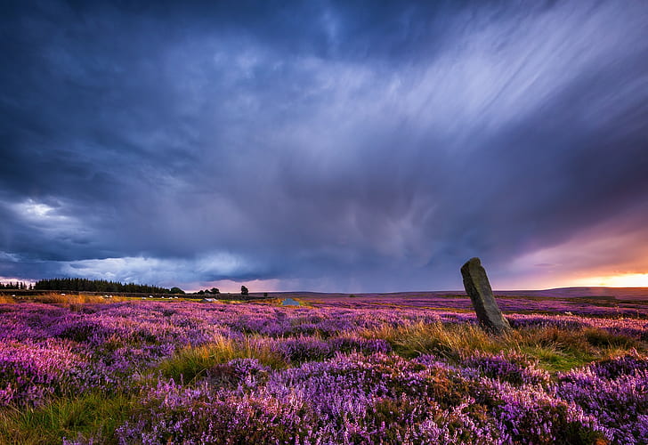 landscape, field, flowers, purple flowers, overcast, HD wallpaper
