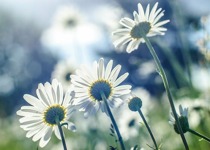 selective focus of white daisy flower, daisies, daisies, Day, HD wallpaper