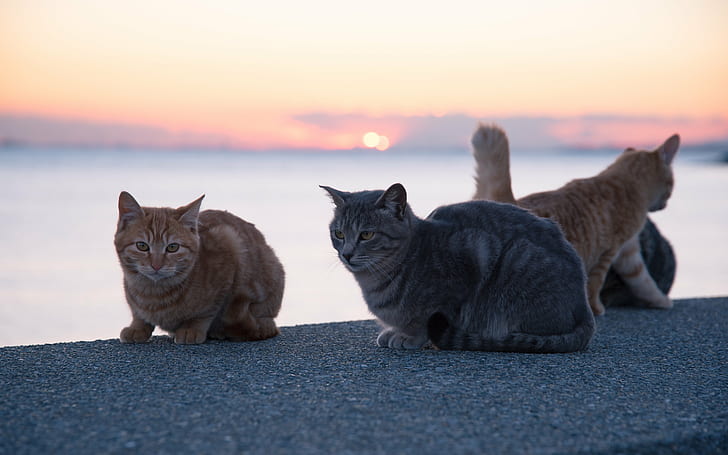 group of Tabby cat sitting on grey concrete floor near body of water during daytime