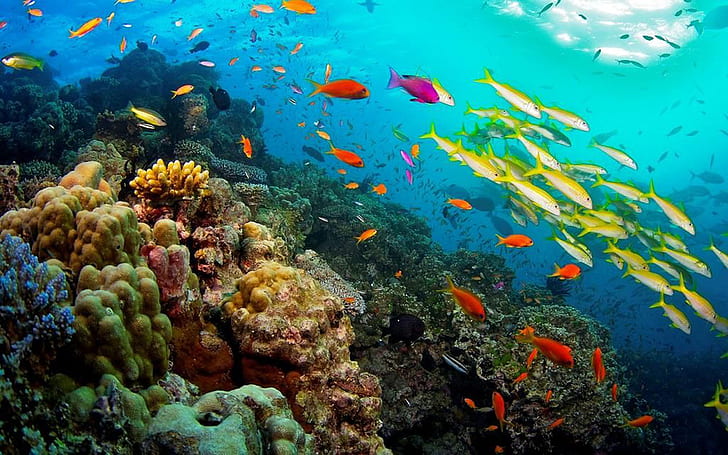 Great Barrier Reef Coral Reef In Queensland Australia Ocean Tropical Animals Pisces Plants 1920×1200, HD wallpaper