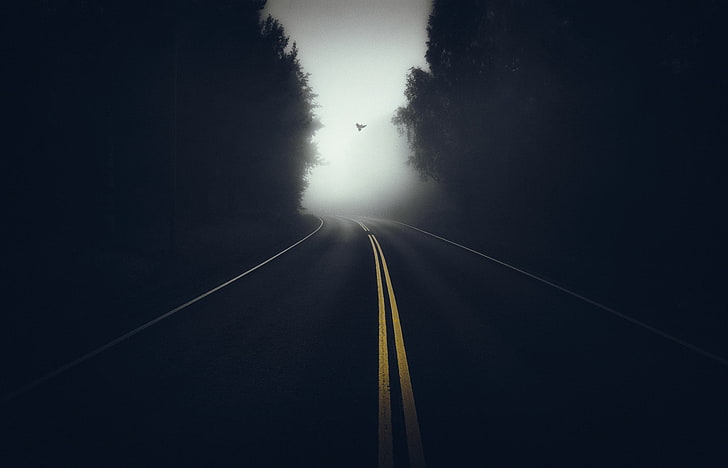 asphalt road, photography, trees, forest, mist, dark, birds, empty