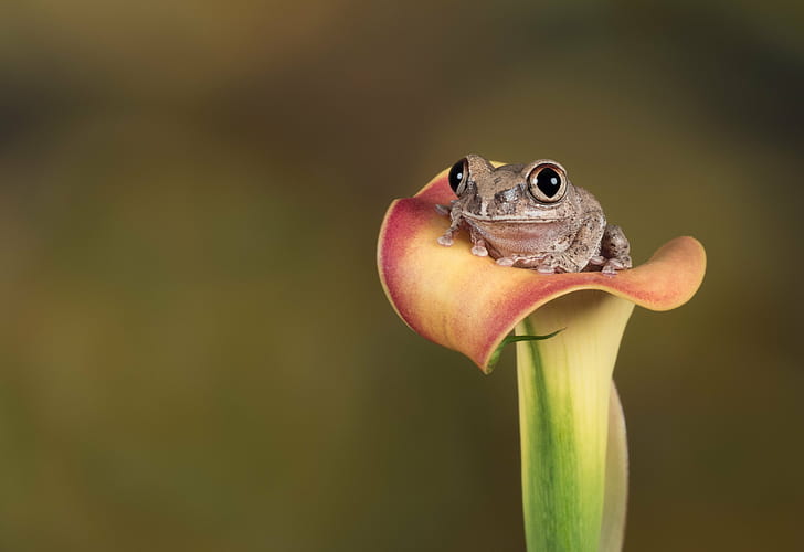 brown frog on red and yellow Calla Lily close-up photo, forest tree frog