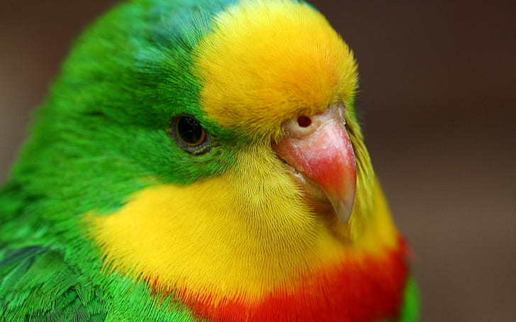 Close Birds Animals Parrots Gallery, green yellow and red bird, HD wallpaper