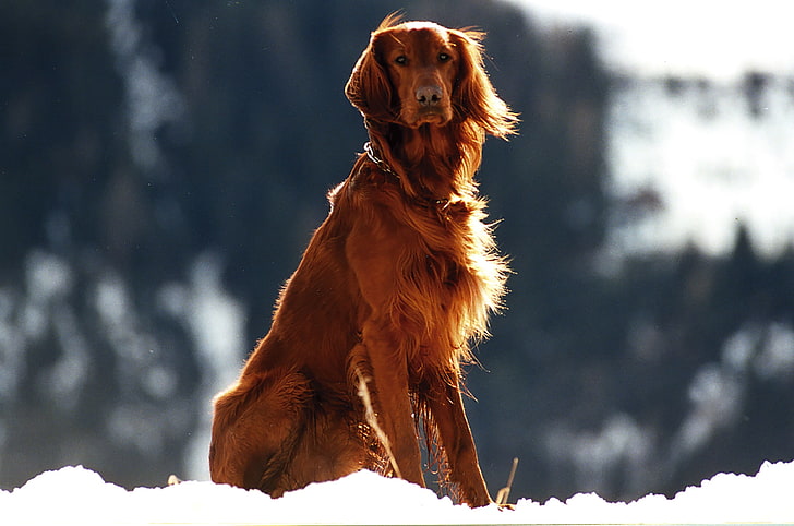 long-coated tan dog, setter, snow, wind, animal, pets, outdoors