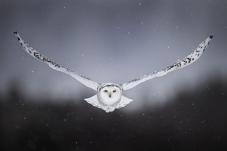 Snow owl 1080P, 2K, 4K, 5K HD wallpapers free download | Wallpaper Flare