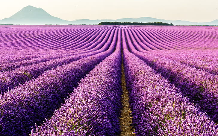 Valensole, Provence, France, purple flowers, lavender field