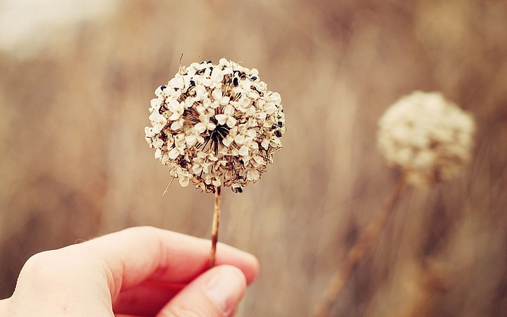 white dandelion, brown, blurred, bokeh, nature, flowers, human hand