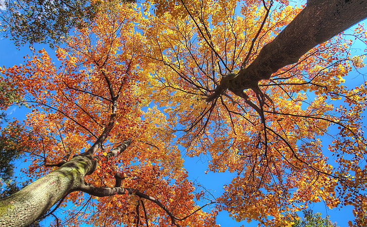 Maple Trees HDR, Seasons, Autumn, Yellow, Leaves, Japan, Golden