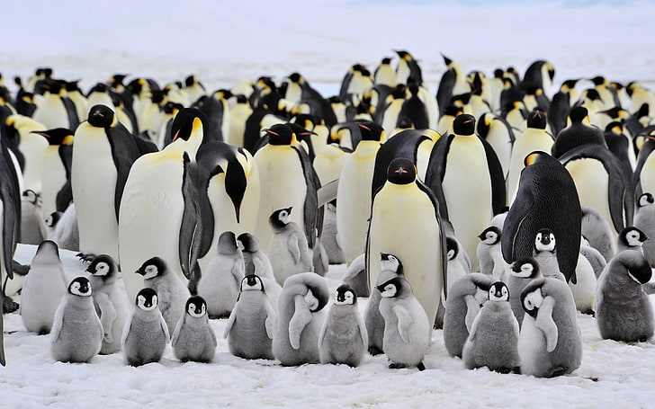 animals, penguins, birds, baby animals, animal themes, snow, HD wallpaper