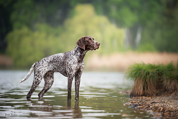 Dogs, German Shorthaired Pointer, Pet