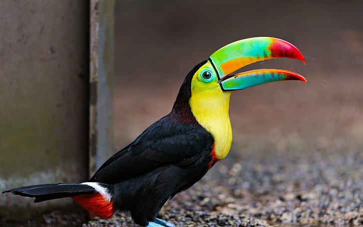 toucans, birds, animals, HD wallpaper