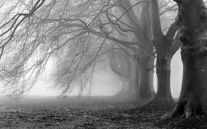 grayscale photo of bare trees, branches, fog, background, Wallpaper, HD wallpaper