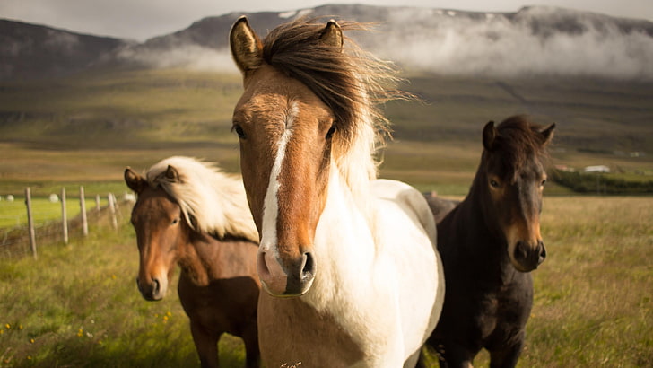 horses, meadow, field, green field, landscape, icelandic horse