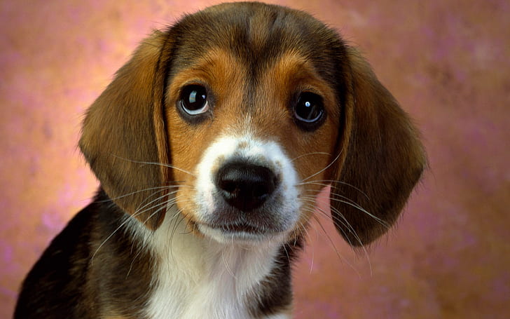 Puppy Eyes Beagle, HD wallpaper