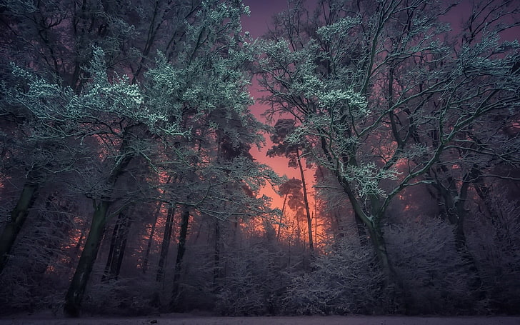 forest during golden hour photography, winter, landscape, nature