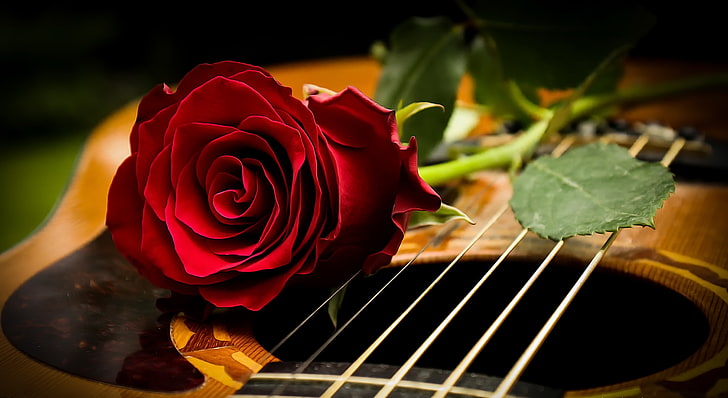 musical instrument, rose, flowers, guitar, red flowers, flowering plant