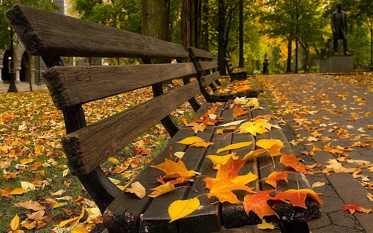 brown wooden bench, brown wooden bench with falling leaves photo taken during daytime