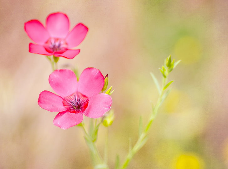 Dare to Dream, two pink flowers, Vintage, Texture, joelolivescom, HD wallpaper